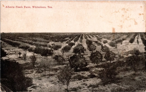 Whitesboro Texas - Alberta Peach Farm