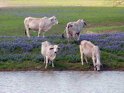Bluebonnets and Brahma Cows West Of Conroe Texas