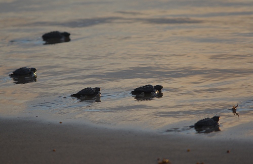TX -  Baby sea turtles at sea