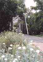 Ehlinger bridge and wildflowers
