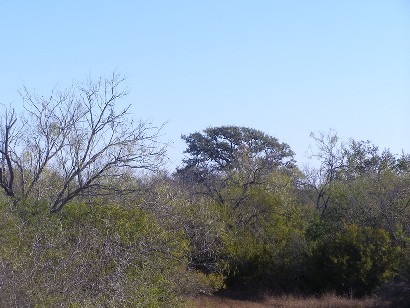Bee County , TX - Indian Scout Tree