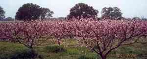 Peach Orchard in bloom