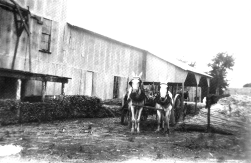 Warrenton,TX - Hauling sugar cane to molasses press, 1930
