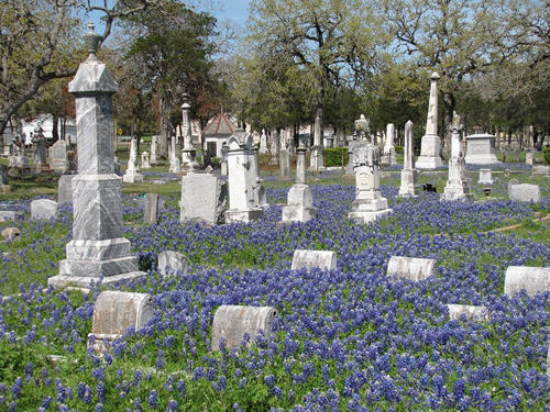 TX Bluebonnets in La Grange Cemetery