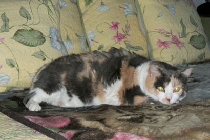 Ottawa Canada Friends of Abandoned Pets - Feral cat Miss Cali in foster home