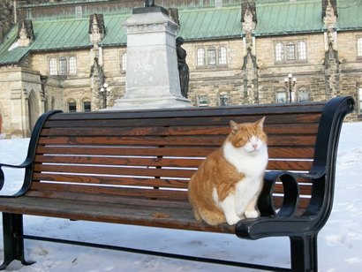 Ottowa Canada, Parliament Hill Cat - Brownie on bench
