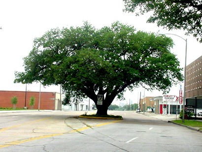 Baytown, Texas -  Tree In Street