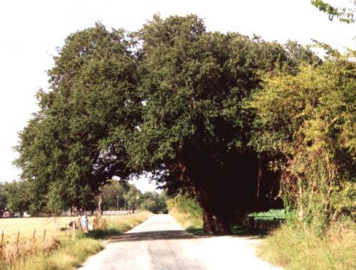 The Matrimonial Oak of San Saba County