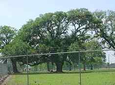 Brazoria, TX - Masonic Oak