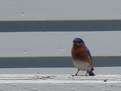 Bluebird in Delaware State Park 